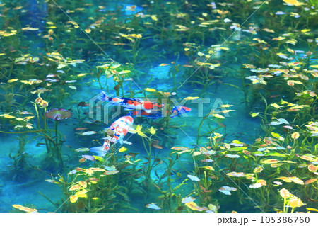【岐阜県】名もなき池(モネの池)の絶景 【岐阜県】名もなき池(モネの池)の絶景 105386760