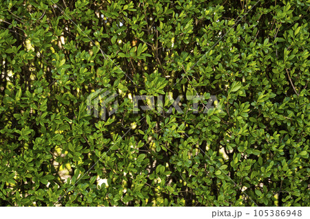 Green shrub hedge, fresh green leaves for texture background. Lush vegetation close-up, horizontal photo. 105386948