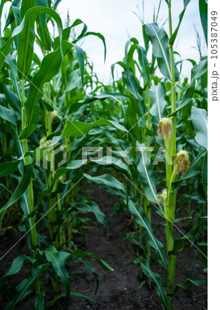 Close up unripe corn cobs growing on a maize plantation Corn planting field or cornfield. Stalks of tall green unripe corn with a unripe corn. Agriculture. 105387049