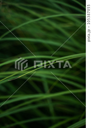 A lot of green grass stalks with long leaves with a soft focus. Herb, herbaceous background, beautiful herbal texture. Close-up, selective focus. A lot of green grass stalks with long leaves with a soft focus. Herb, herbaceous background, beautiful herbal texture. Close-up, selective focus. 105387055