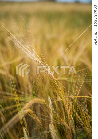 Closeup barley field in harvest season. Harvest of ripe barley, wheat against. Field of barley. Agriculture background. Closeup barley field in harvest season. Harvest of ripe barley, wheat against. Field of barley. Agriculture background. 105387093