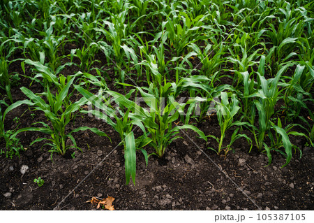 Young corn seedling in the agricultural plantation. Cultivated fields. Agriculture. 105387105