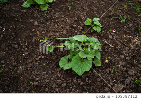 Pumpkin seedling are growing from seeds on the soil. Agricultural process, agriculture. 105387112