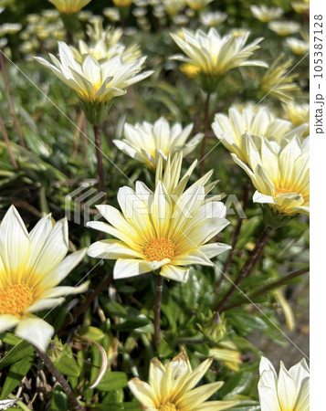 ガザニアの白い花 ガザニアの白い花 105387128