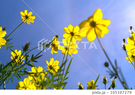 青空に向かうキバナコスモス 105387279