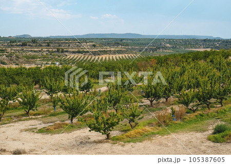 orchard of apricot trees in Seros, Lleida province, Spain 105387605