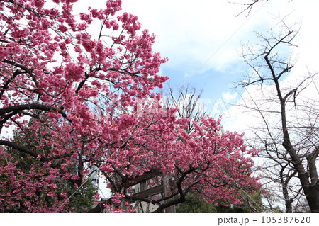 荏原神社　寒緋桜 105387620