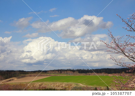 北海道　美瑛の丘に咲く桜 105387707