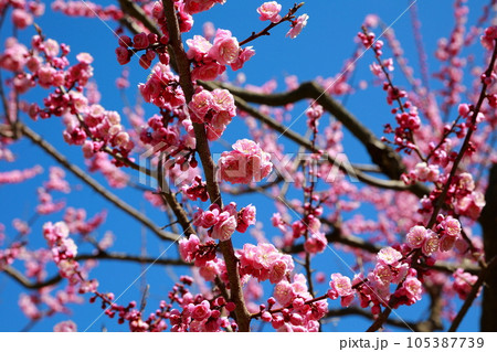 札幌の桜 札幌の桜 105387739