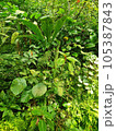Fresh plant natural background Fresh plant natural background 105387843