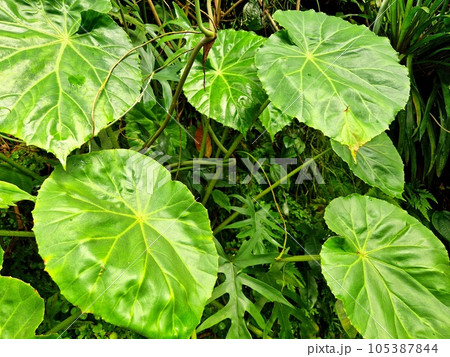 Fresh plant natural background 105387844