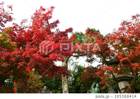 真っ赤な紅葉 105388414