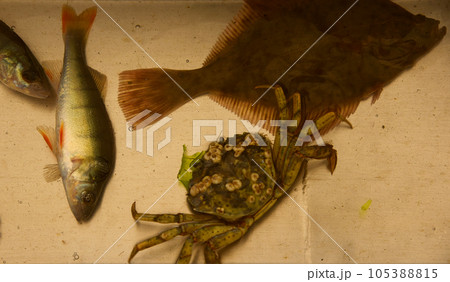 Den Oever, Netherlands. July 9, 2023. The catch of a fishing boat on the Wadden Sea. Den Oever, Netherlands. July 9, 2023. The catch of a fishing boat on the Wadden Sea. 105388815