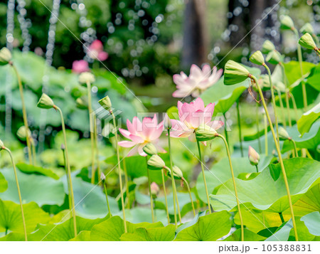 夏の朝の景色　朝日に照らされた美しいハスの花と噴水 105388831