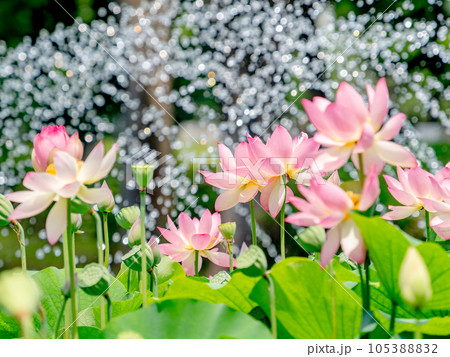 夏の朝の景色　朝日に照らされた美しいハスの花と噴水 105388832