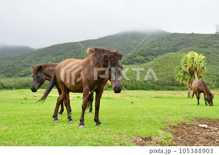 鹿児島県トカラ列島に生息する日本在来馬の珍しいトカラ馬 鹿児島県トカラ列島に生息する日本在来馬の珍しいトカラ馬 105388903