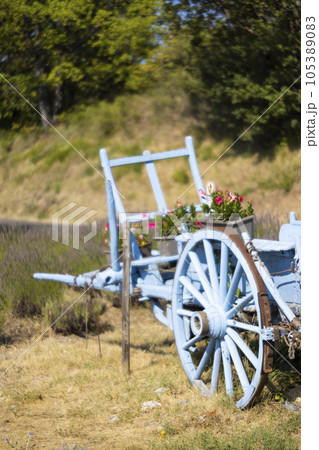 blue wooden cart with lavenders 105389083