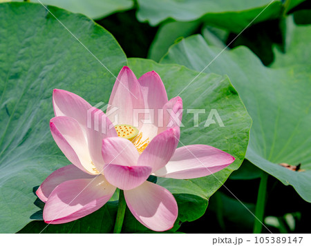 初夏の美しい花　華やかで美しい蓮の花 105389147