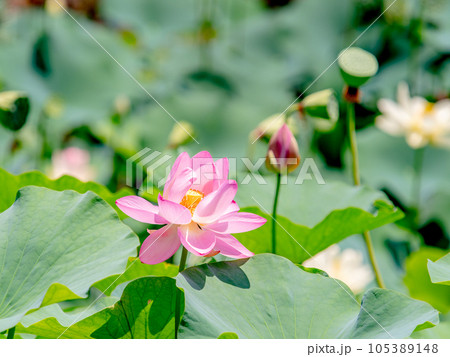 初夏の美しい花　華やかで美しい蓮の花 105389148