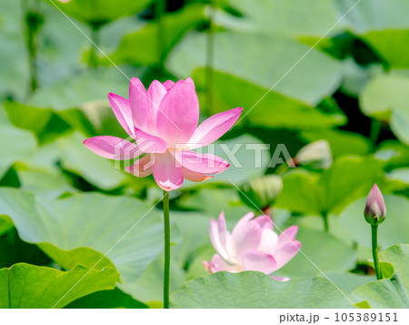 初夏の美しい花　華やかで美しい蓮の花 105389151