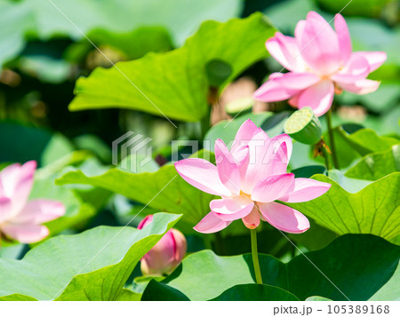 初夏の美しい花 華やかで美しい蓮の花 初夏の美しい花 華やかで美しい蓮の花 105389168