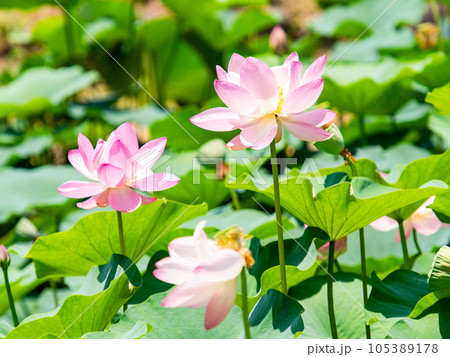 初夏の美しい花 華やかで美しい蓮の花 初夏の美しい花 華やかで美しい蓮の花 105389178