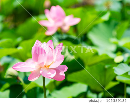 初夏の美しい花 華やかで美しい蓮の花 初夏の美しい花 華やかで美しい蓮の花 105389183