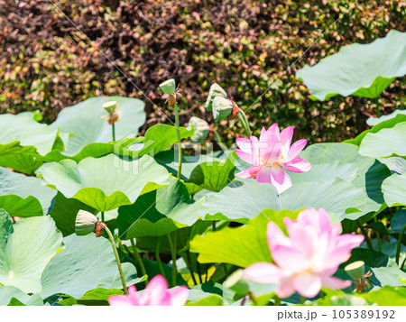 初夏の美しい花 華やかで美しい蓮の花 初夏の美しい花 華やかで美しい蓮の花 105389192