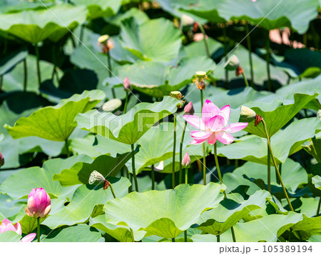 初夏の美しい花 華やかで美しい蓮の花 初夏の美しい花 華やかで美しい蓮の花 105389194
