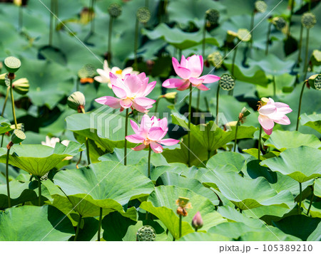 初夏の美しい花　華やかで美しい蓮の花 105389210