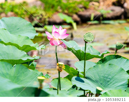 初夏の美しい花 華やかで美しい蓮の花 初夏の美しい花 華やかで美しい蓮の花 105389211