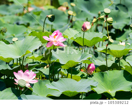 初夏の美しい花 華やかで美しい蓮の花 初夏の美しい花 華やかで美しい蓮の花 105389212