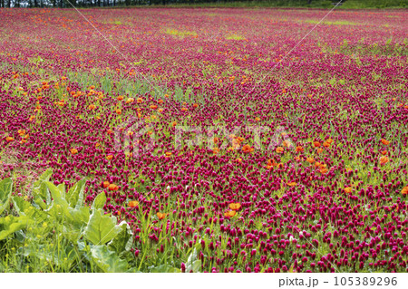 field full of red clovers field full of red clovers 105389296
