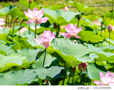 初夏の美しい花 華やかで美しい蓮の花 初夏の美しい花 華やかで美しい蓮の花 105389466