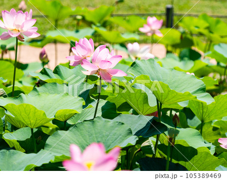 初夏の美しい花 華やかで美しい蓮の花 初夏の美しい花 華やかで美しい蓮の花 105389469