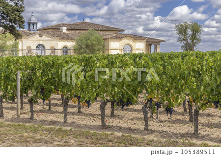 Typical vineyards near Chateau Petrus, Pomerol, Aquitaine, France 105389511