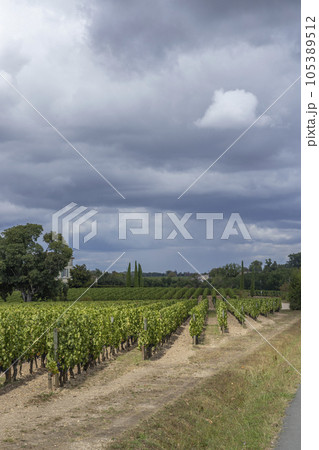 Typical vineyards near Pomerol, Aquitaine, France 105389512