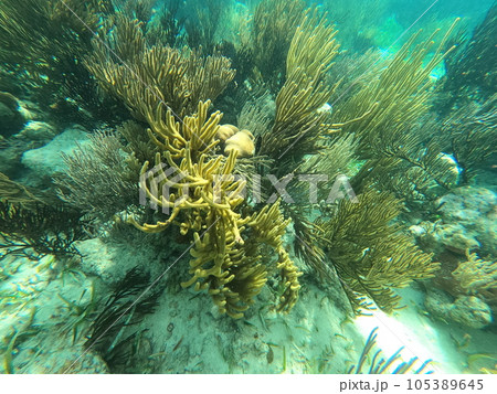 Beautifiul underwater colorful coral reefs Beautifiul underwater colorful coral reefs 105389645