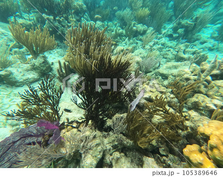 Beautifiul underwater colorful coral reefs 105389646