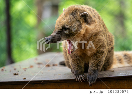South American Coati (Nasua Nasua) 105389672