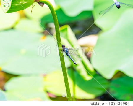 夏の風物詩　蓮の茎にとまるシオカラトンボ 105389906