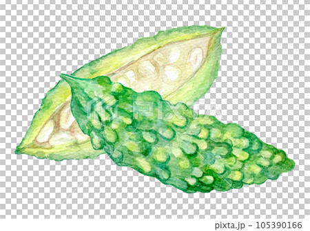 ゴーヤ　苦瓜　水彩イラスト 105390166