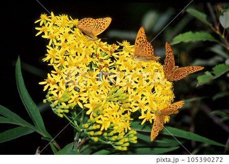 ハンゴンソウに群がるミドリヒョウモン ハンゴンソウに群がるミドリヒョウモン 105390272