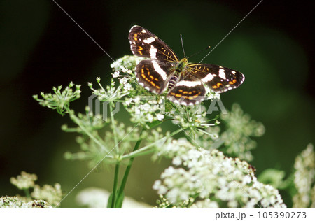 白い花に止まるサカハチチョウ 白い花に止まるサカハチチョウ 105390273