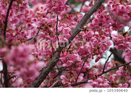 寒緋桜 105390640