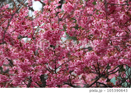 寒緋桜 105390643