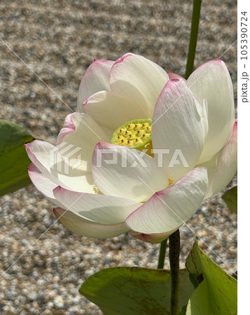 ハスの花 105390724