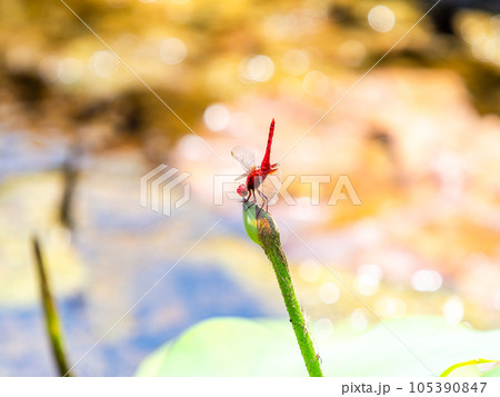 夏の風物詩　蓮の蕾にとまる赤トンボ 105390847