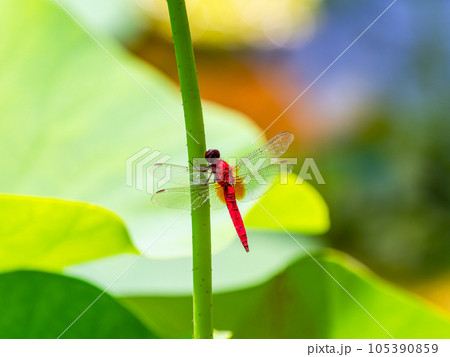 夏の風物詩　蓮の茎にとまる赤トンボ 105390859