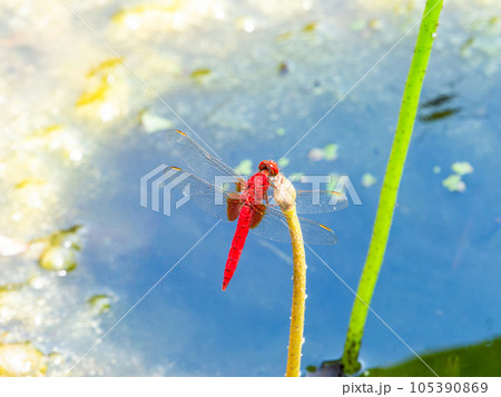 夏の風物詩　蓮の蕾にとまる赤トンボ 105390869